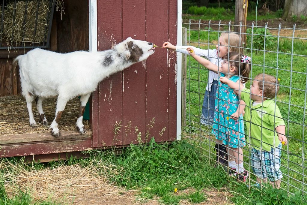 Feeding Buttercup  