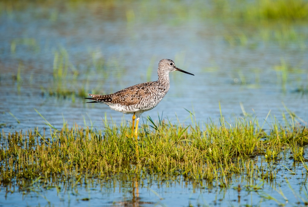 Greater Yellow Legs