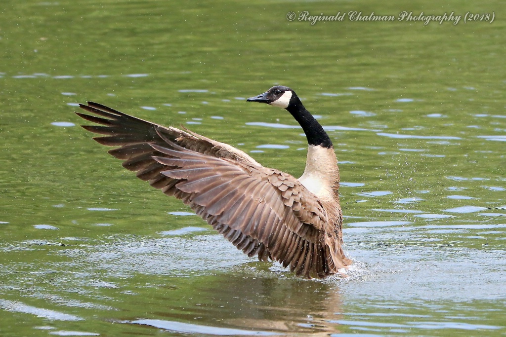 Moonwalking on Water