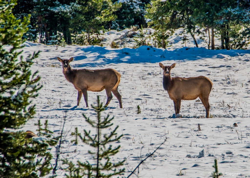Elk Sisters.