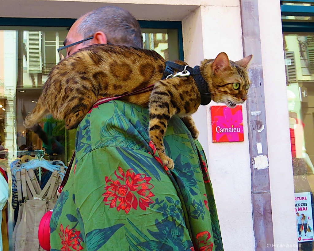 Bengal Cat - ID: 15581601 © Emile Abbott