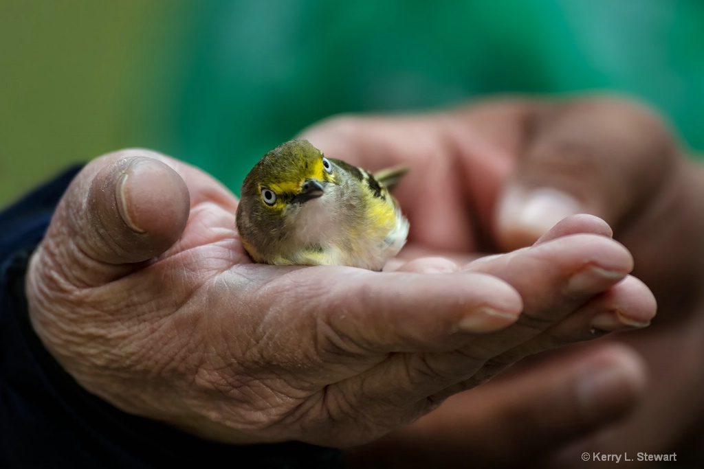 A Bird in the Hand... - ID: 15581782 © Kerry L. Stewart