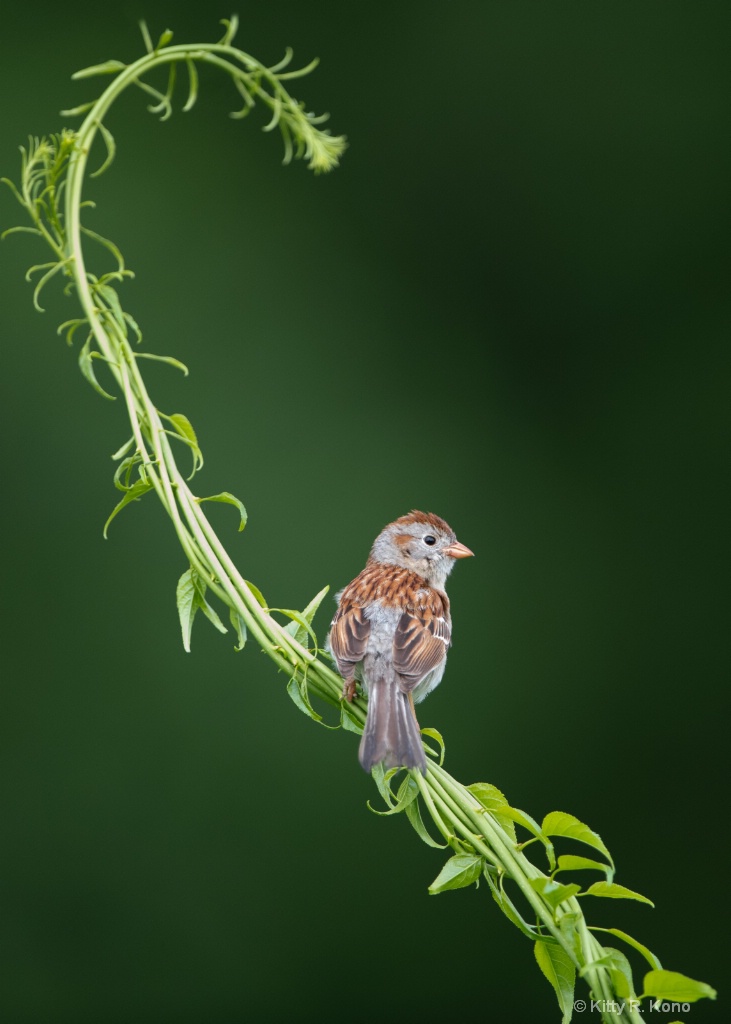 The Field Sparrow - ID: 15581802 © Kitty R. Kono