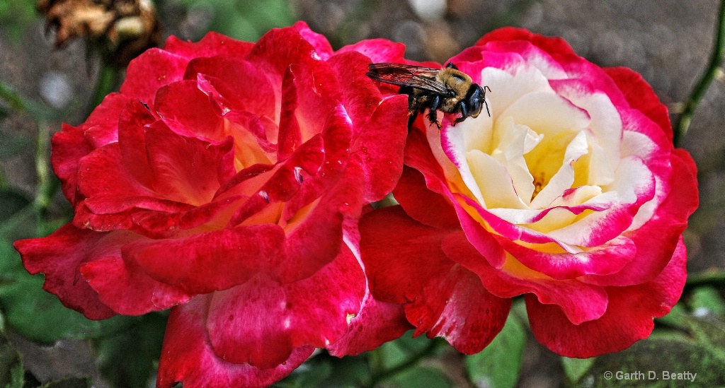 Honey from a Rose