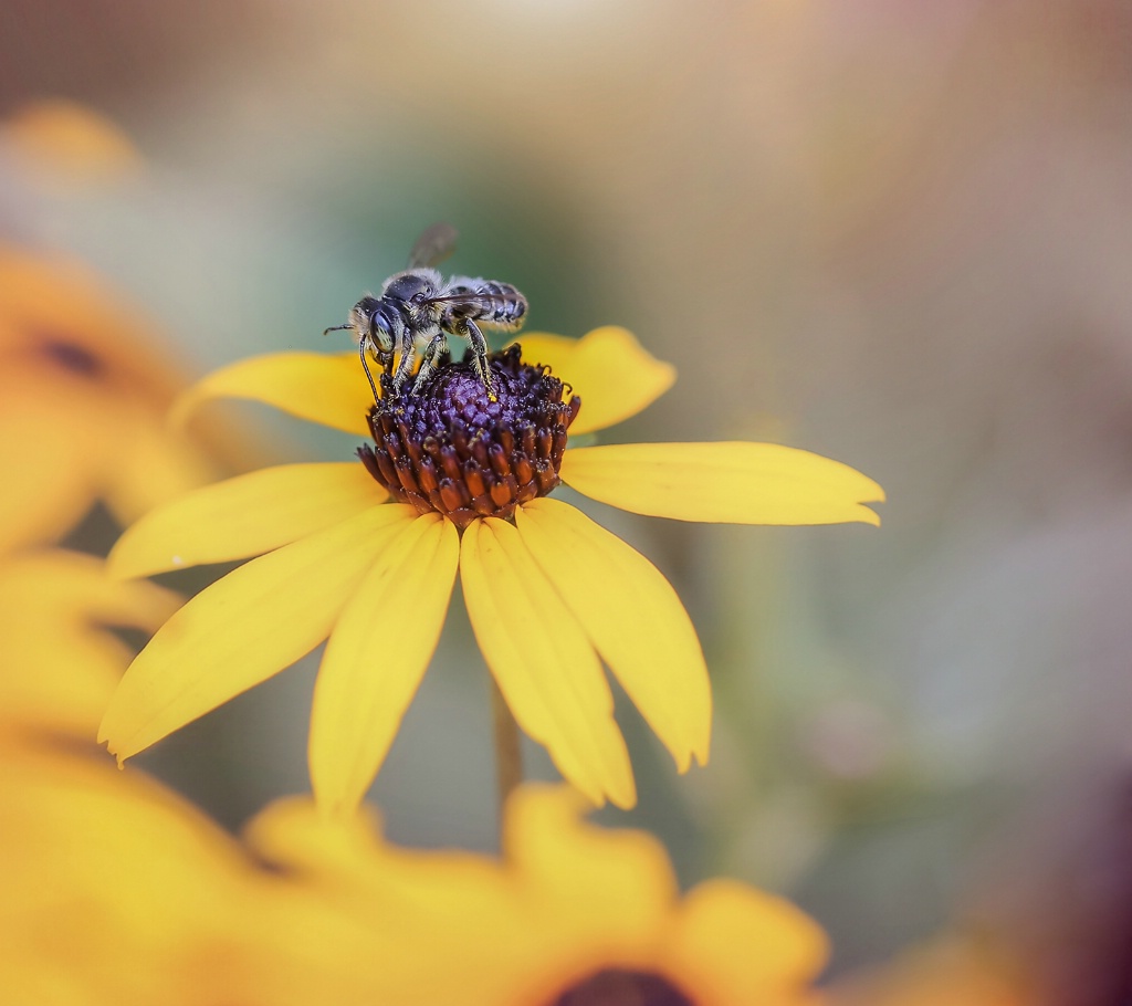 Leafcutter Bee