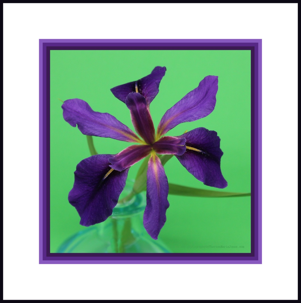 Iris in Blue Vase - ID: 15582314 © Theresa Marie Jones
