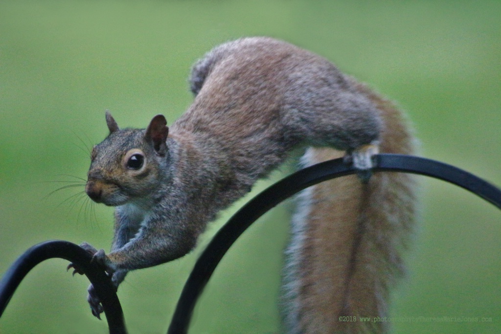 Squirrel on the Bars - ID: 15582334 © Theresa Marie Jones