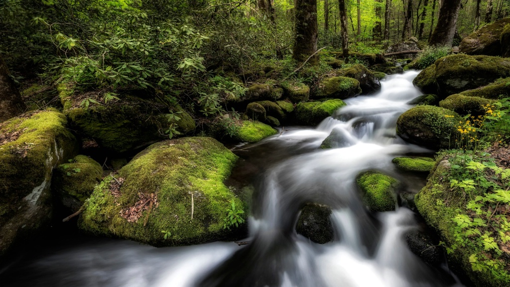 Water and Wildflowers