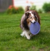 My favorite Toy