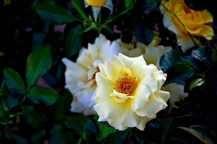 Old Park Rose