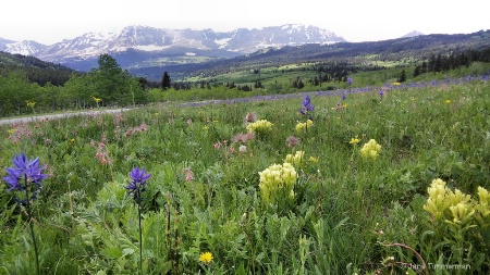 Spring - Rocky Mtn Front