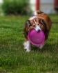 My favorite Toy 2