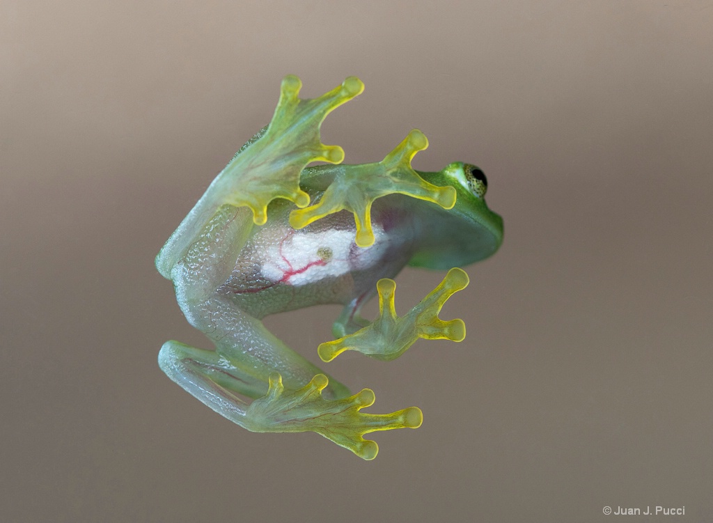 Glass frog