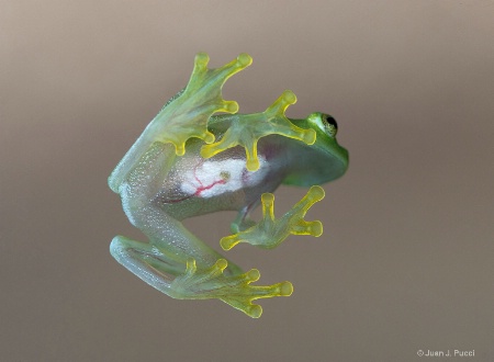 Glass frog