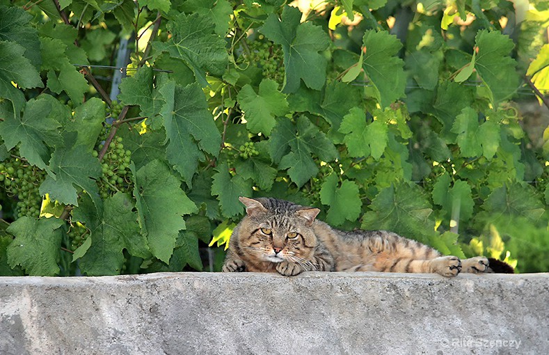 The guardian of the vineyard