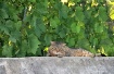 The guardian of t...