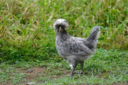 My Gray Chicken