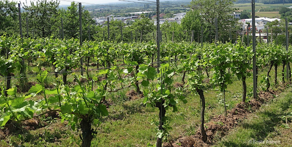 Grapevines in Denzlingen - ID: 15583752 © Emile Abbott