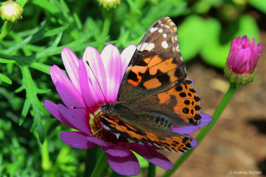 The Butterfly House