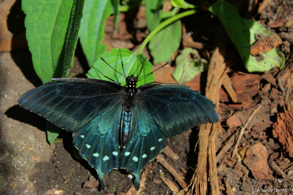 The Butterfly House