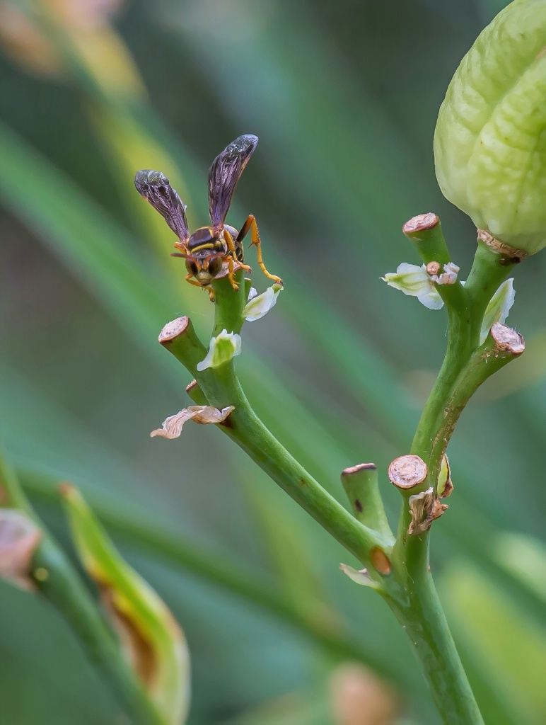 Cuckoo Bee