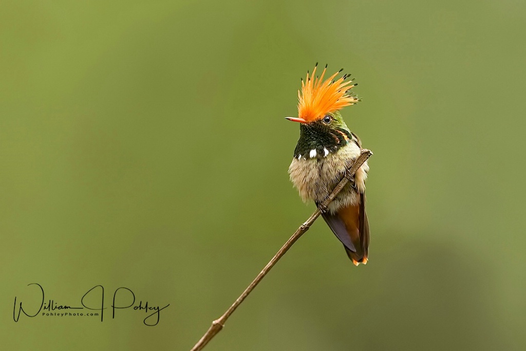 Rufous-crested Coquette BHU2932 - ID: 15584386 © William J. Pohley
