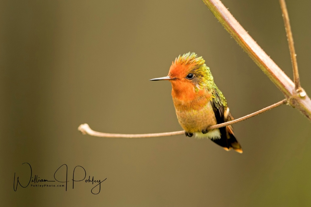 Rufous-crested Coquette female 68A5533 - ID: 15584387 © William J. Pohley