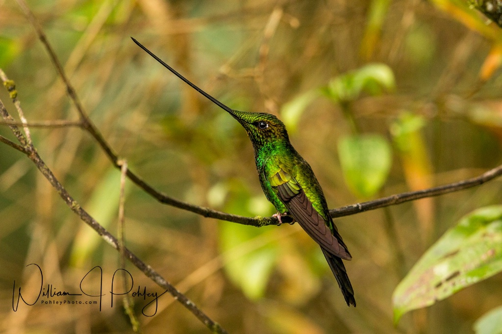 Sword-billed Hummingbird BH2U5980 - ID: 15584389 © William J. Pohley