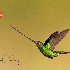 © William J. Pohley PhotoID # 15584395: Sword-billed Hummingbird BH2U6393