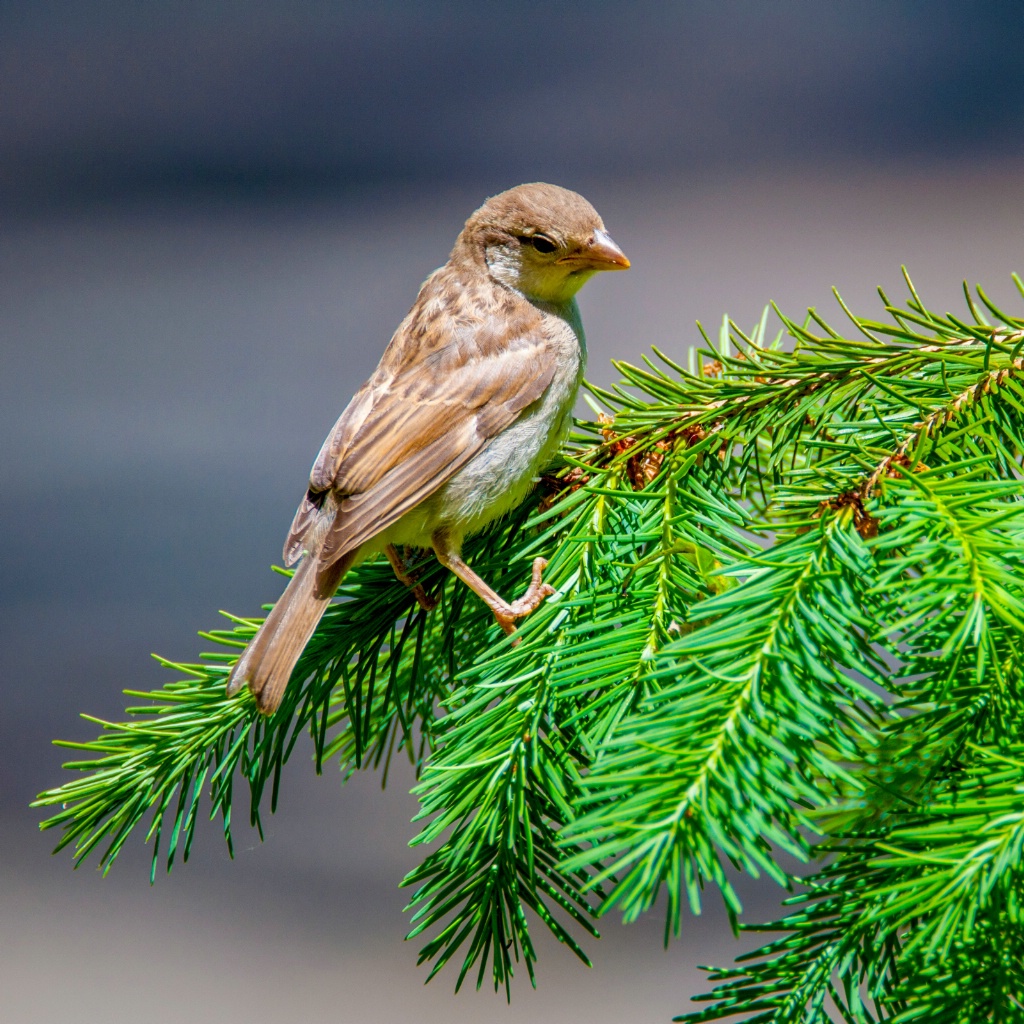 Young Sparrow