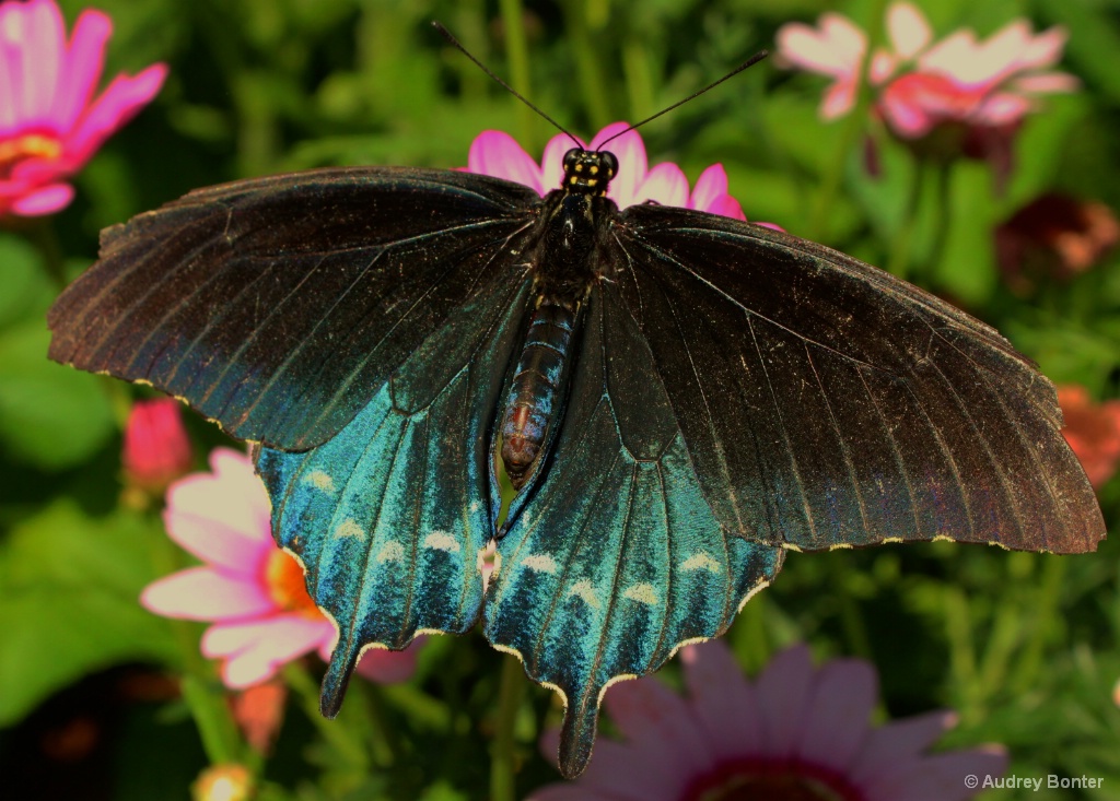 The Butterfly House