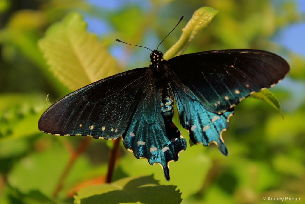 The Butterfly House