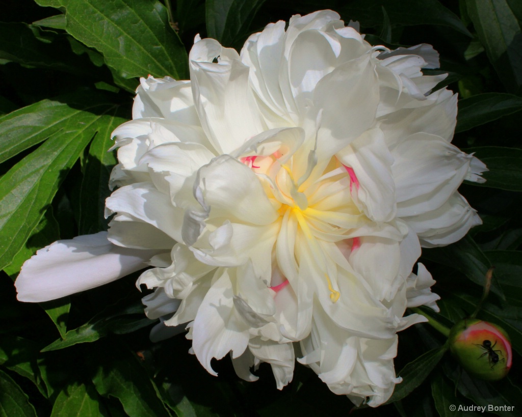 Perfect Peonie