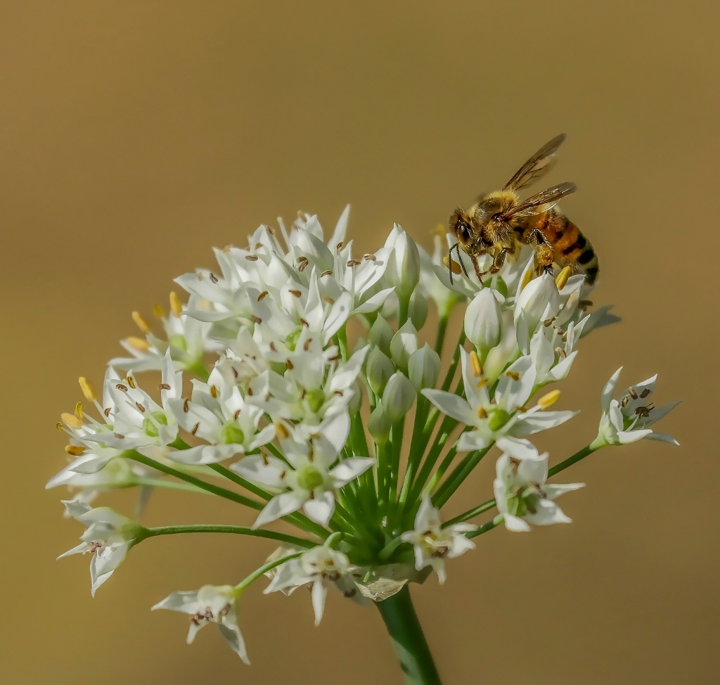 Bee in Sunshine