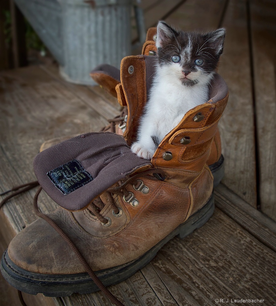 Puss n Boots 