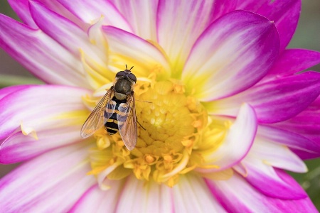 Bee on a Dahlia