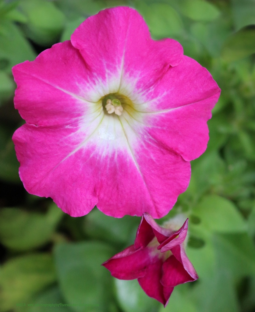 Pink Petunias - ID: 15585357 © Theresa Marie Jones