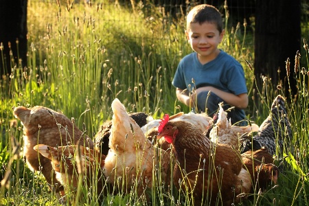 Feathered Friends