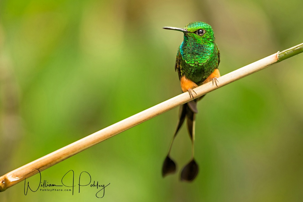 Booted Racket-tail BH2U4284 - ID: 15585616 © William J. Pohley