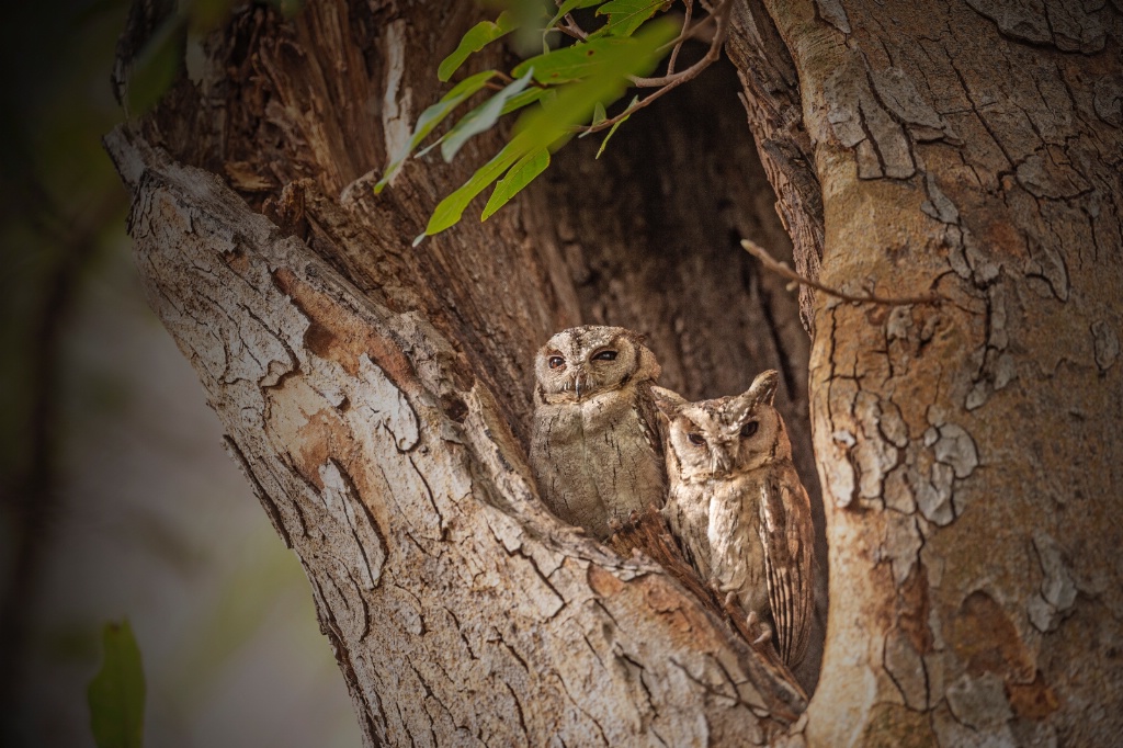 Indian Scops Owlets