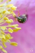 Hover Fly 