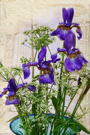 Iris and Lace