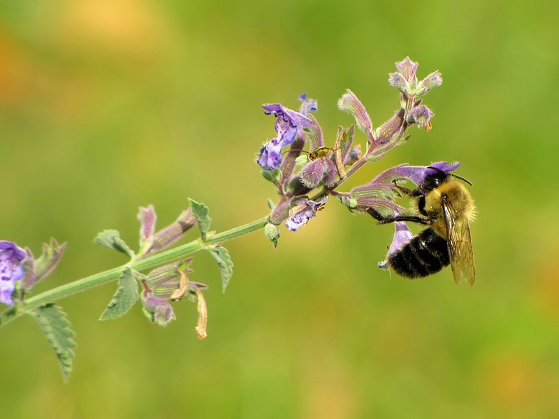 Bee and Tiny Friend