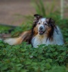 Sweet Pea