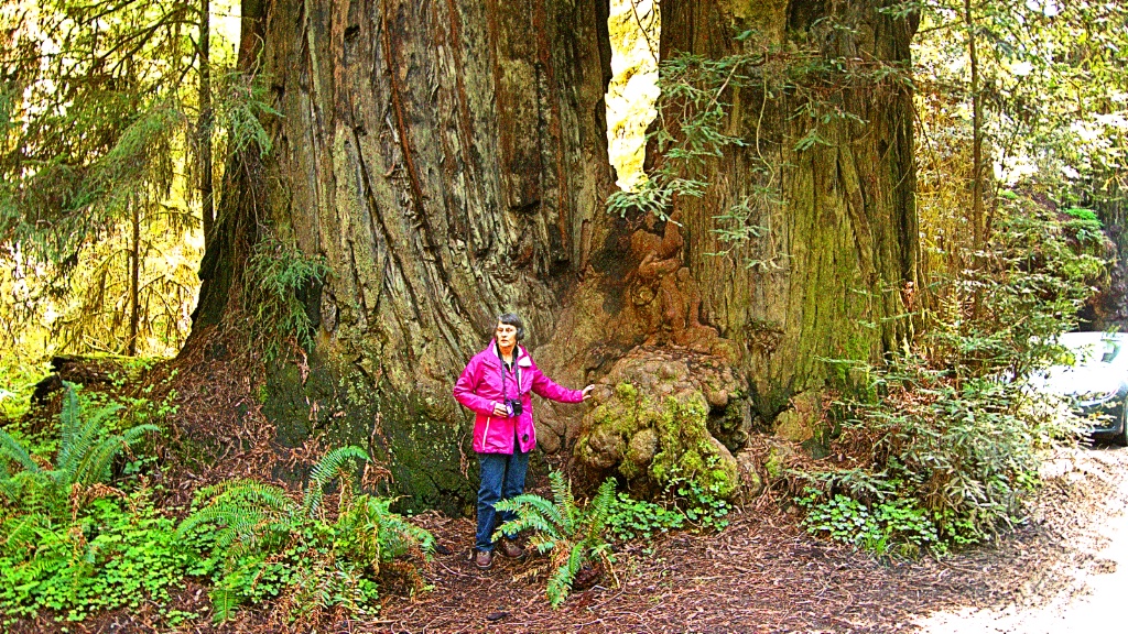 A wide redwood