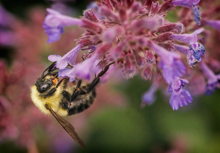 Pollinator   