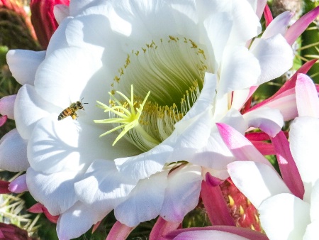 Bee in Saguaro Cactus Flower