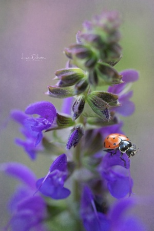 The Flower and the Lady