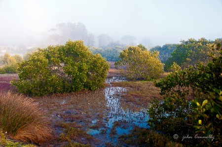 Misty Mangroves