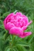 Pretty In Pink